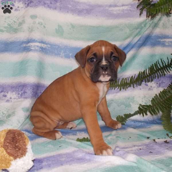Brenda, Boxer Puppy